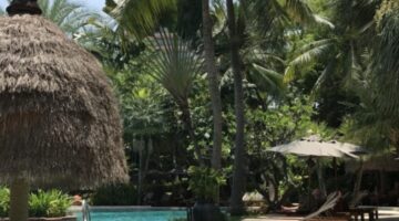 ferie sydpå med palmer ved swimmingpool